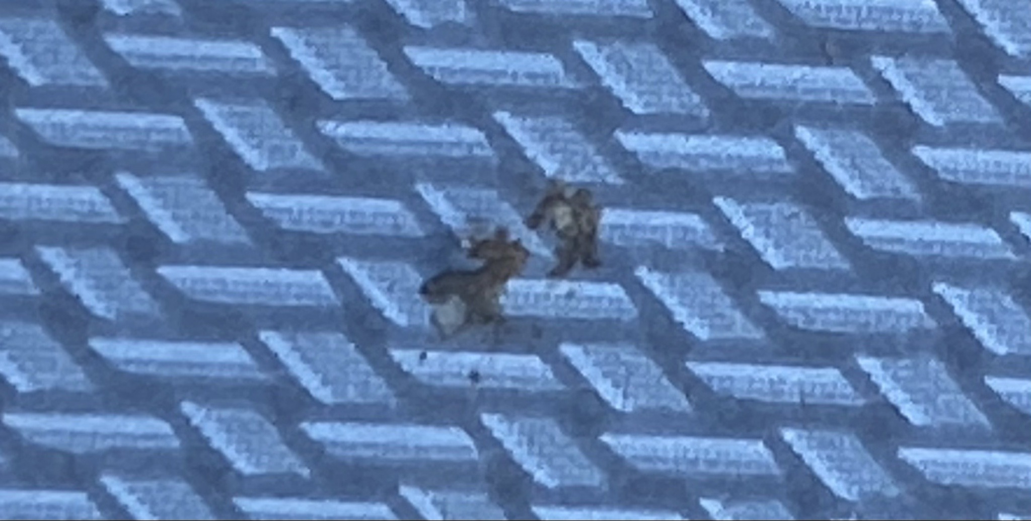 Crab Louse