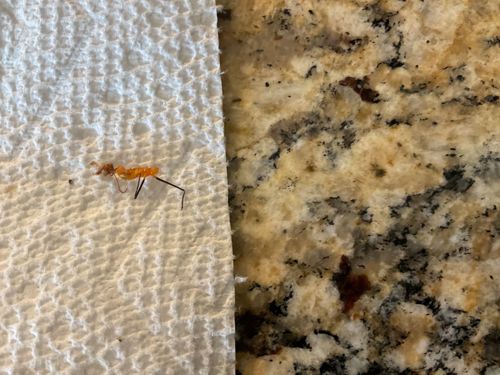 Crane Fly