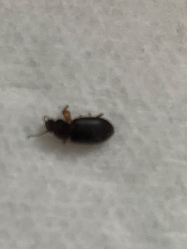 Sawtoothed Grain Beetle