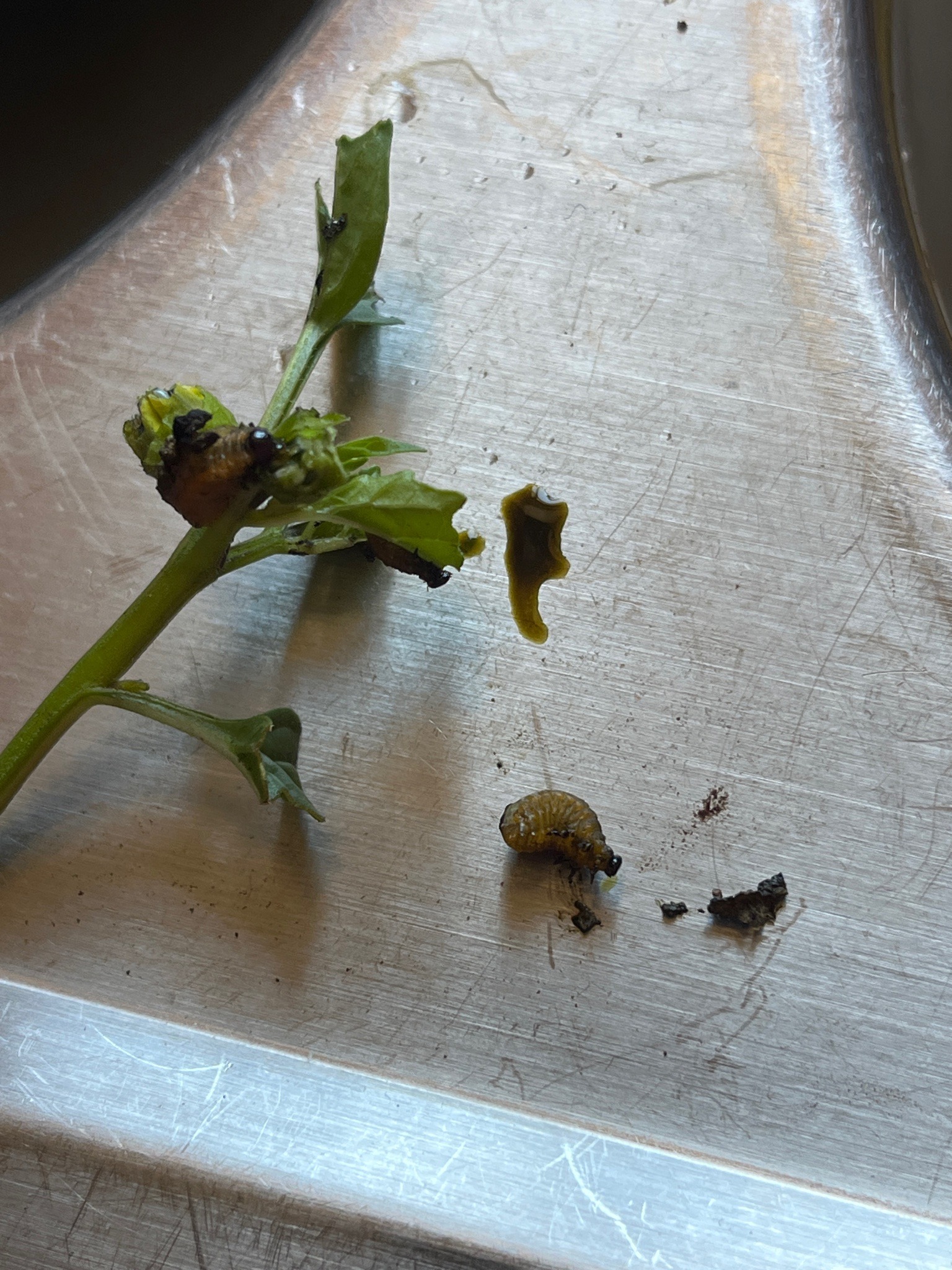 Three-Lined Potato Beetle Larva