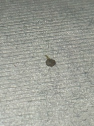 Case-bearing Clothes Moth