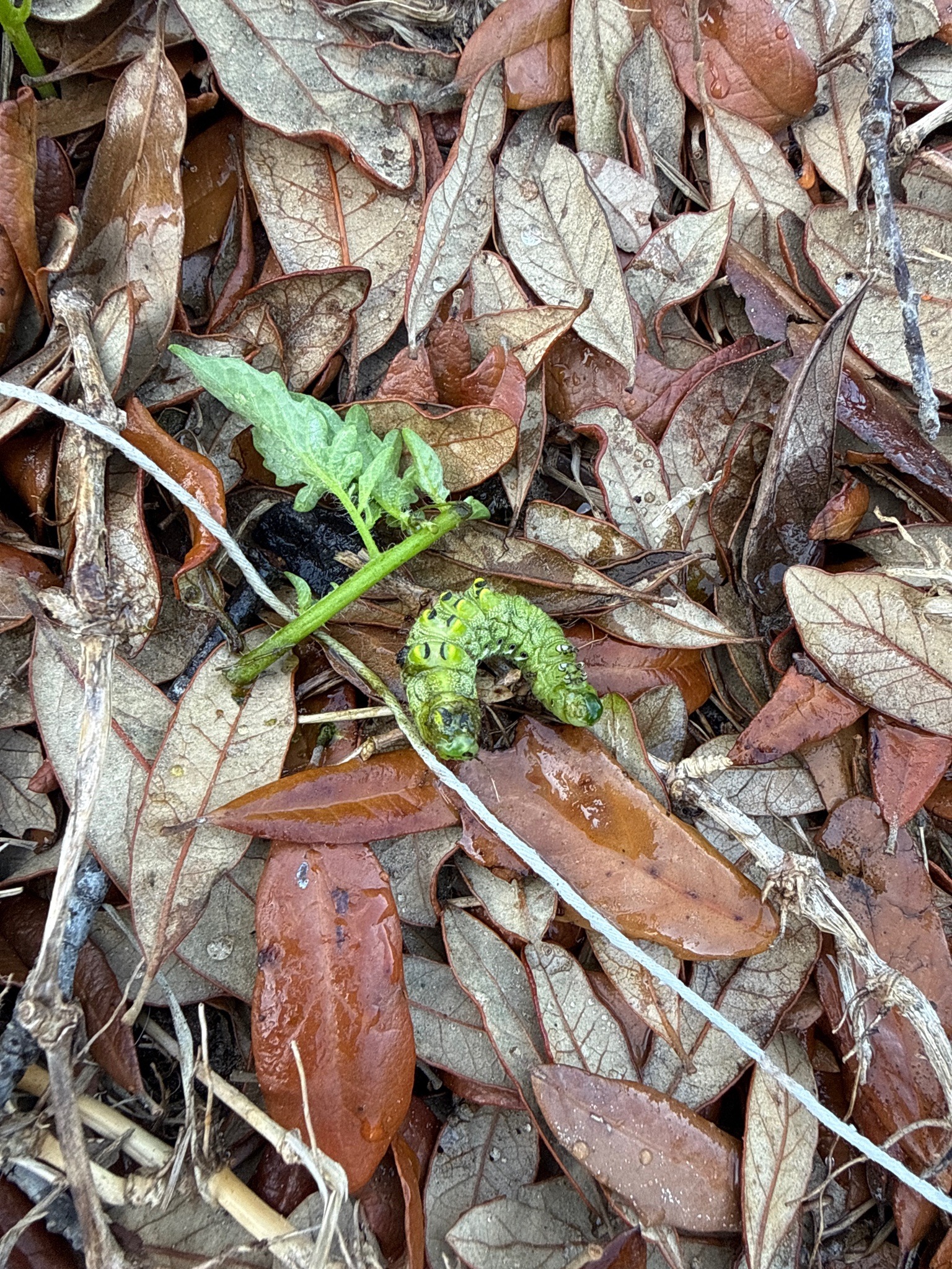 Tomato Hornworm