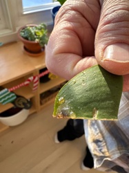 Aphid