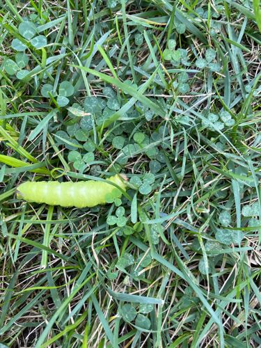 Luna Moth Caterpillar