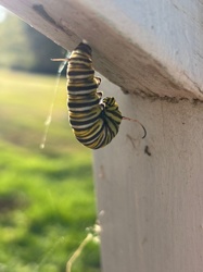 Monarch Caterpillar
