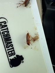 Cockroach