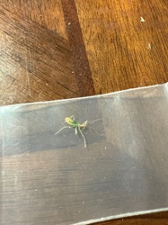 Assassin Bug Nymph (likely a type of Ambush Bug nymph)