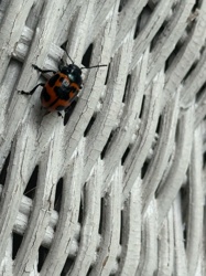 Swamp Milkweed Leaf Beetle