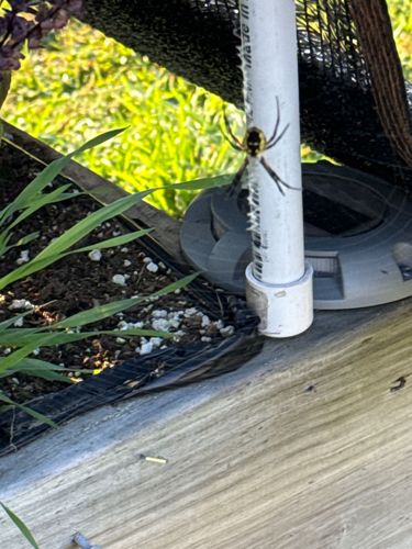 Yellow Garden Spider