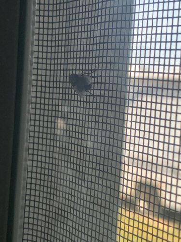 House fly