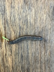 Armyworm (likely true armyworm or a similar species)