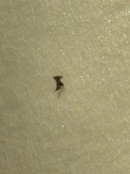 Fungus Gnat