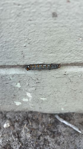 Forest Tent Caterpillar