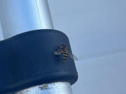 Hoverfly (or Flower Fly)