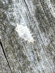 Mealybug (likely a nymph or small adult)