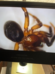 Broad-faced Sac Spider (possibly)