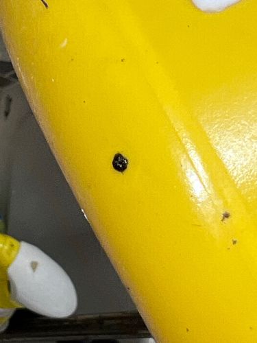 Carpet Beetle