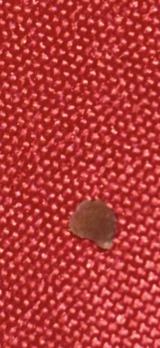 Carpet Beetle (Larva)