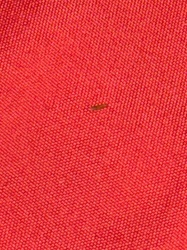 Carpet Beetle (larva)