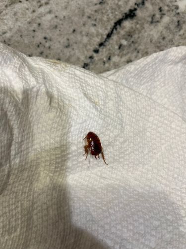 Cockroach (likely American or Oriental Cockroach nymph based on appearance)