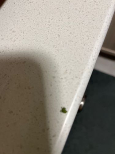 Aphid (likely Green Peach Aphid or similar species)