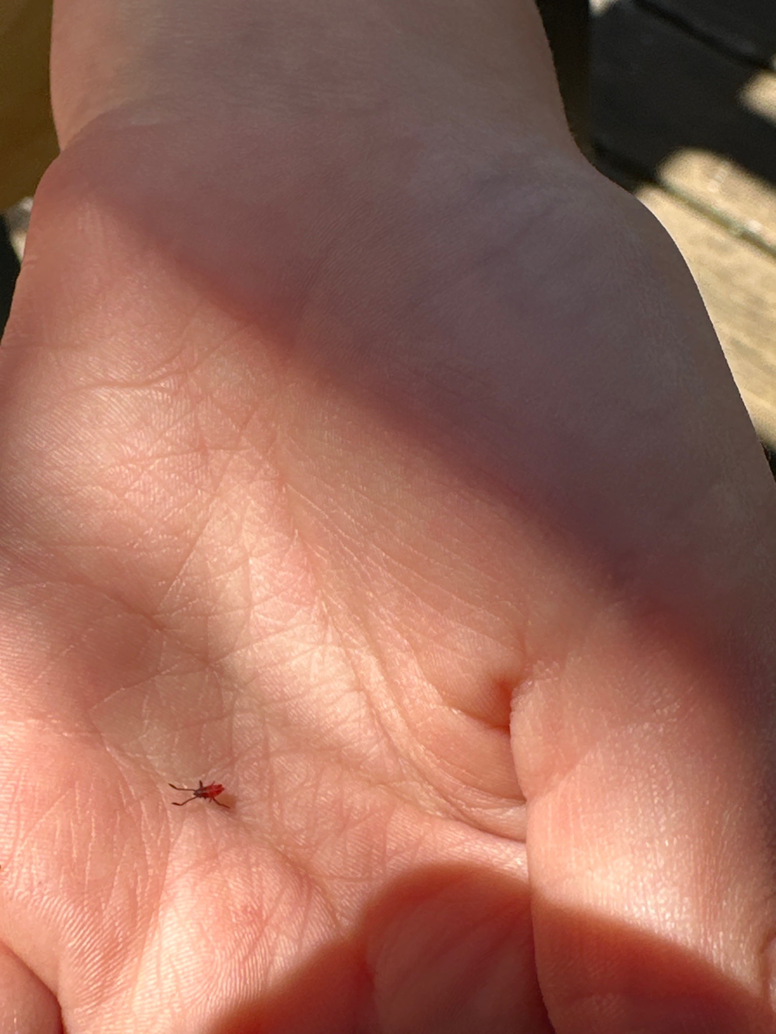 Boxelder Bug nymph