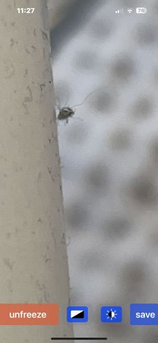 Booklouse or Barklouse