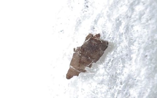 Household Casebearer (often specifically the Plaster Bagworm or Clothes Month larva case)