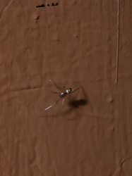 Ant-mimic spider