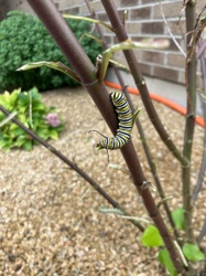 Monarch Caterpillar