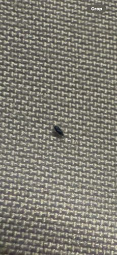 Carpet Beetle (Larva)