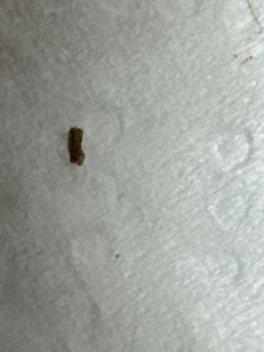 Household Casebearer Moth (larva)