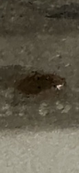 Carpet Beetle