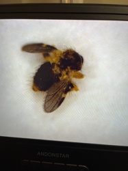 Fruit fly, Vinegar fly