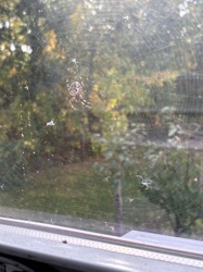 European Garden Spider, Cross Orb-weaver