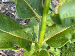 Small Milkweed Bug