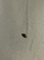 Carpet Beetle Larva (possibly a varied carpet beetle larva)