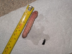 Tomato Hornworm (Caterpillar)