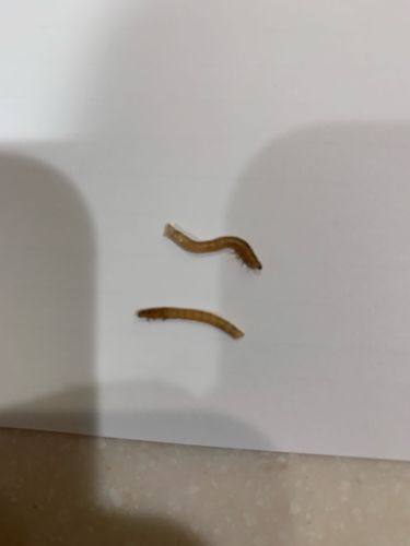 Wireworm (larvae of Click Beetle)