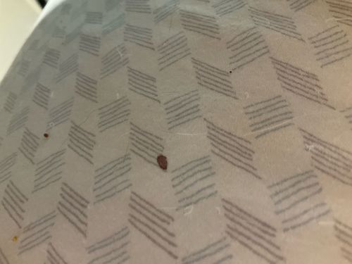 Bed Bug