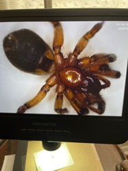 Broad-faced Sac Spider