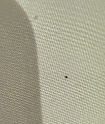 Bed Bug (Fecal Spot)