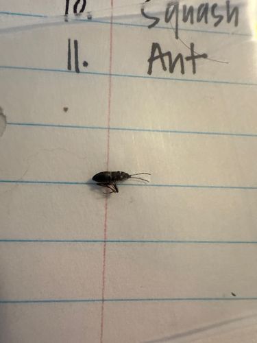 Ant