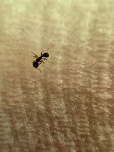 Ant (most likely Pavement Ant or a similar small black ant)