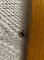 Black House Spider
