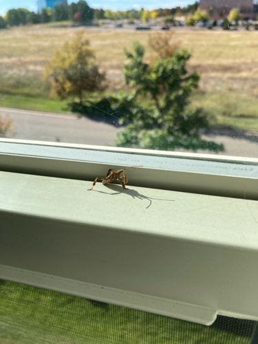 Assassin Bug (likely a type of wheel bug or ambush bug based on shape)