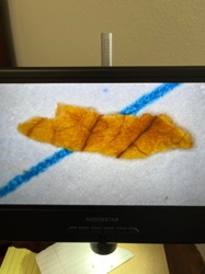 Not identifiable as an insect or bug; appears to be a piece of dried leaf or plant matter