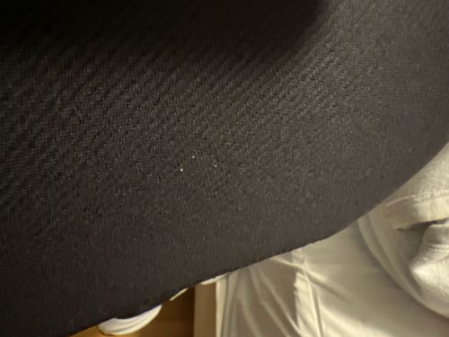 Carpet Beetle (larvae or frass)