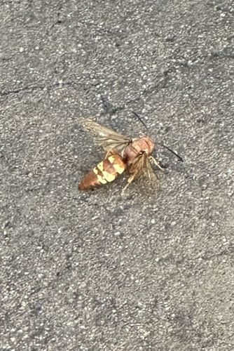 Eastern Cicada Killer Wasp