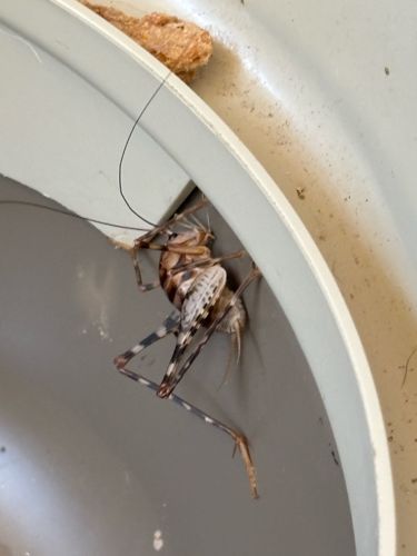 Cave Cricket, Camel Cricket, Spider Cricket